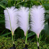 EcoGlow | Solar Garden Lighting