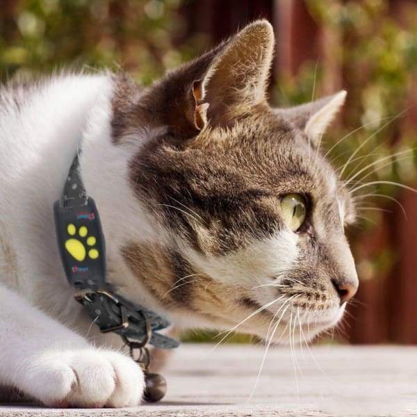 TrackCat | GPS Tracking System for Cats with Real-Time Updates