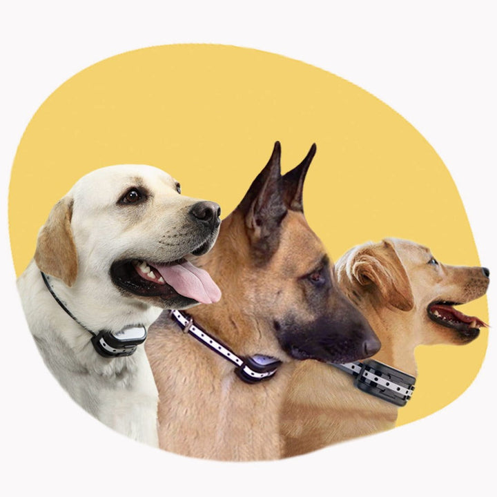 PawGuardPlus | Safe and Comfortable Paw Care