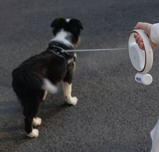 LeashLite | USB Rechargeable Leash for Dog Owners