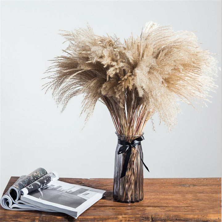 PampasLuxe – Dried Pampas Grass for Elegant Interiors