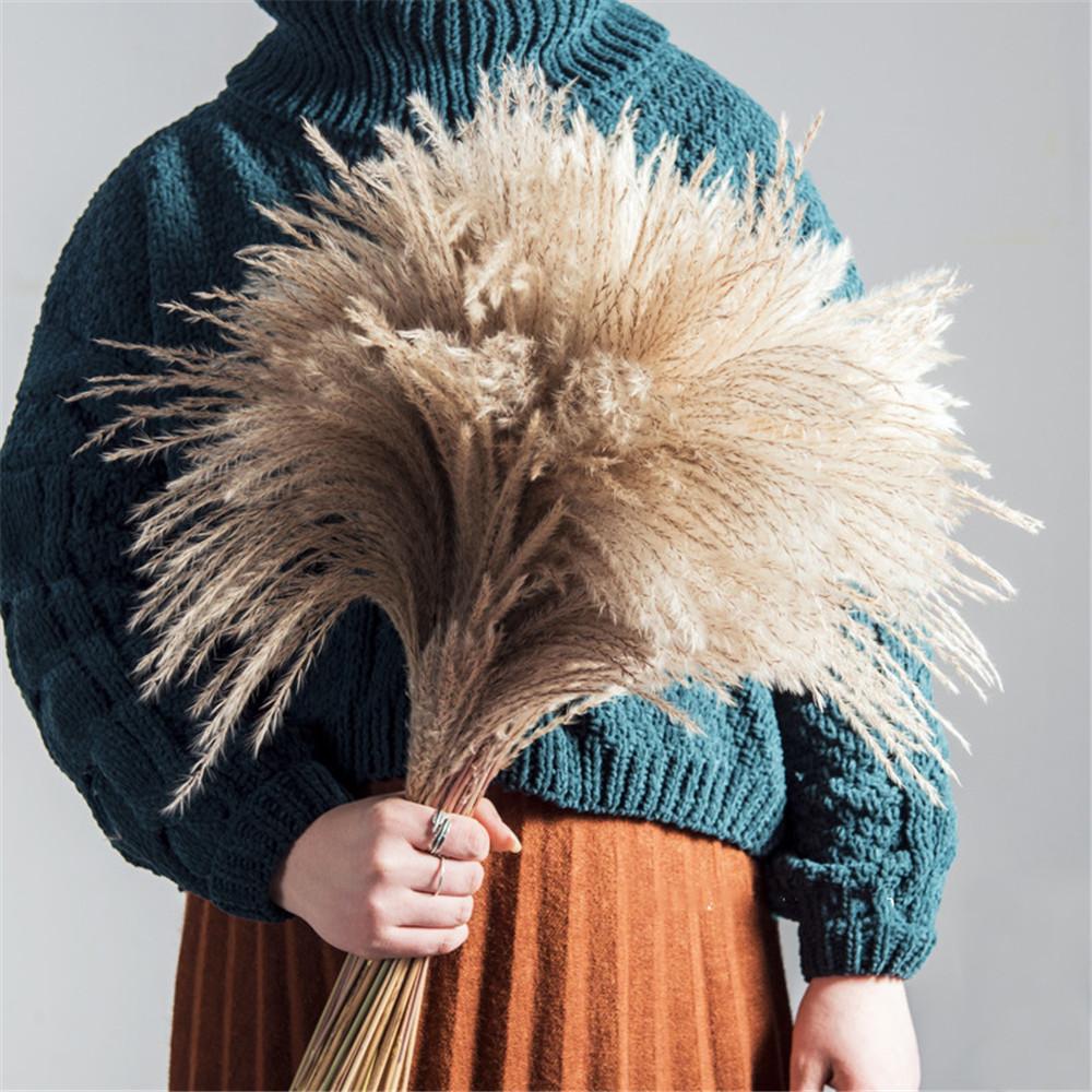 PampasLuxe – Dried Pampas Grass for Elegant Interiors