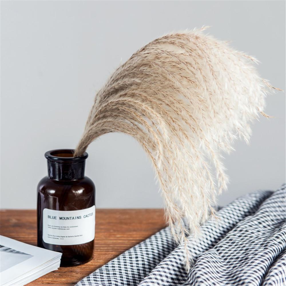 PampasLuxe – Dried Pampas Grass for Elegant Interiors