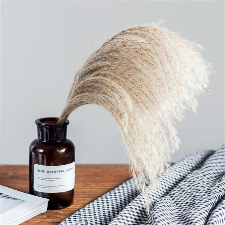 PampasLuxe – Dried Pampas Grass for Elegant Interiors