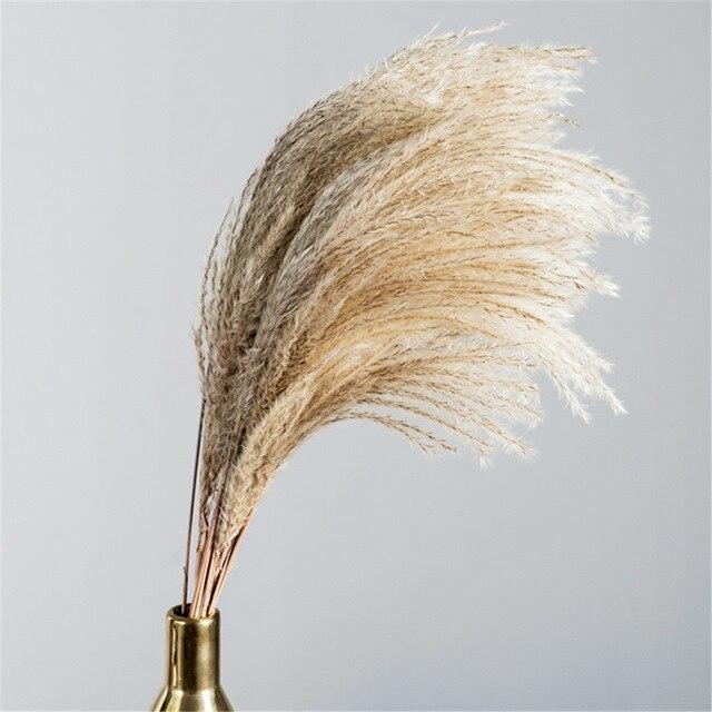 PampasLuxe – Dried Pampas Grass for Elegant Interiors