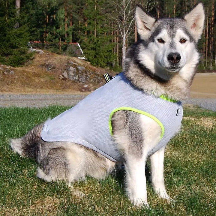 FurThermo | Reliable Temperature Measurement for Your Pet