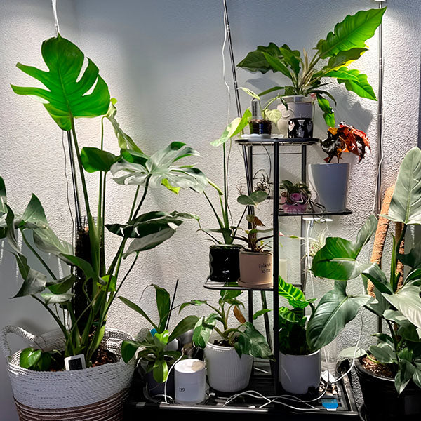 PlantLoom – Height Adjustable Plant Stand with 4 Levels