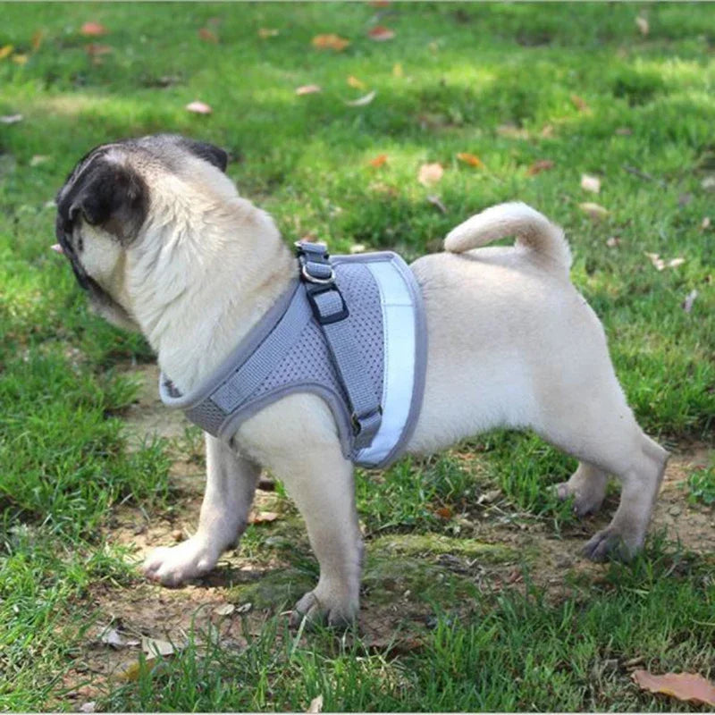 SnugWalk | Mesh Harness and Leash for Comfortable Walks