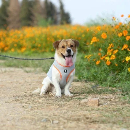 FurThermo | Reliable Temperature Measurement for Your Pet