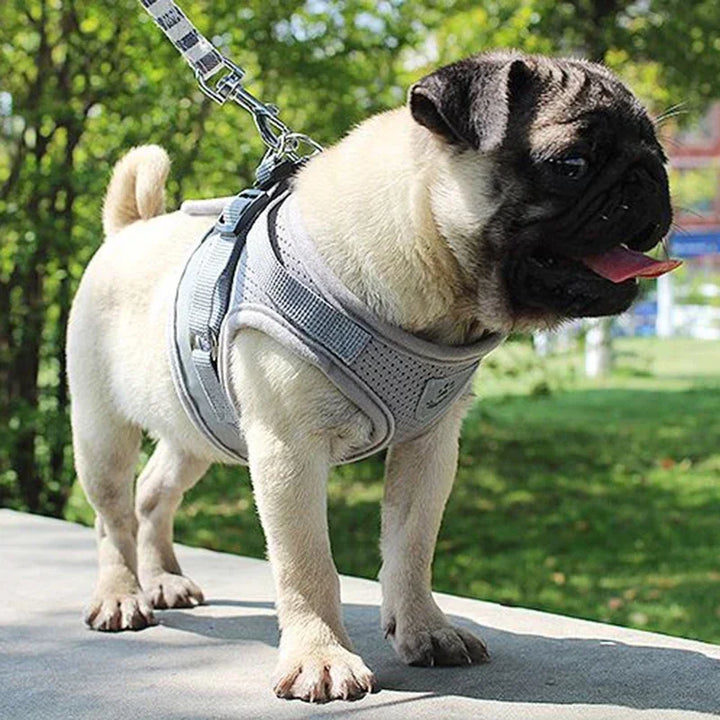 SnugWalk | Mesh Harness and Leash for Comfortable Walks