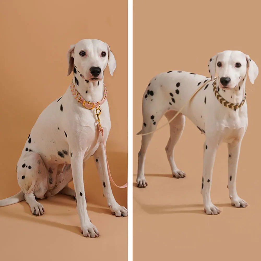 DivaDraag | Colorful Dog Collar for Adventures