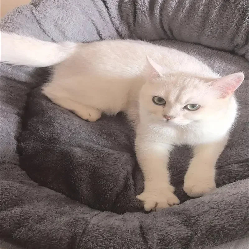 Warm Dog Bed and Cat House Couch - Soft Cushion for Large and Medium Dogs