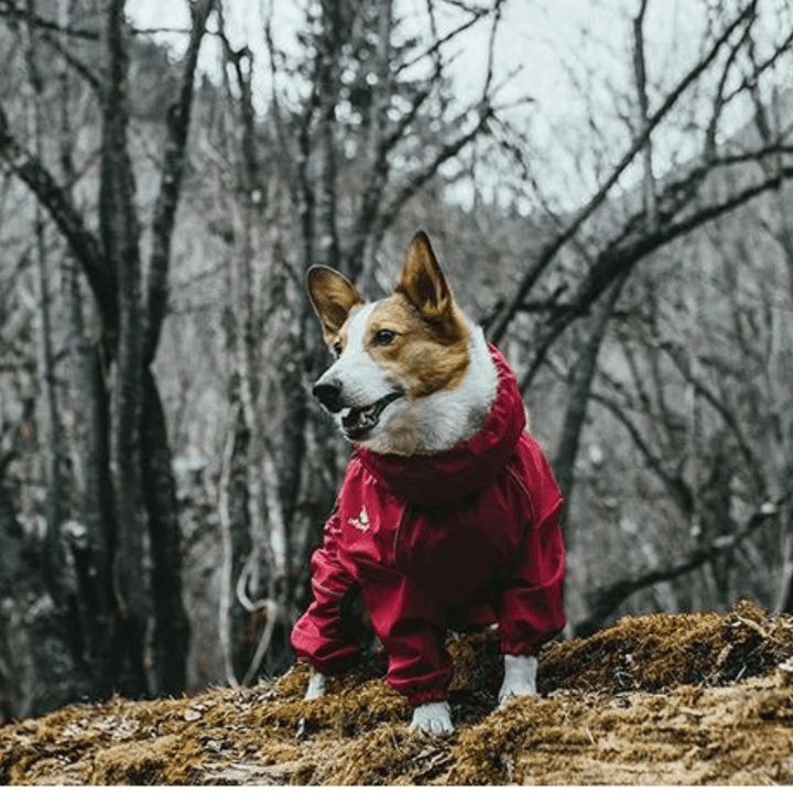 AdventurePaws | Reliable Protection for Pet Adventures