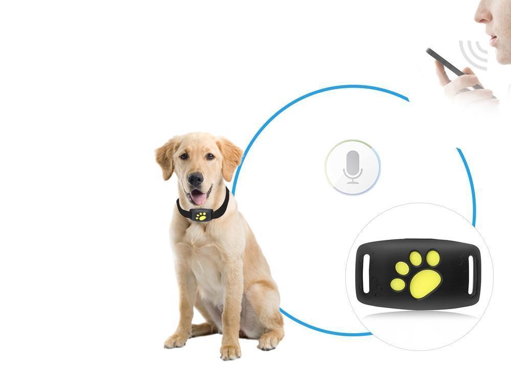 TrackCat | GPS Tracking System for Cats with Real-Time Updates